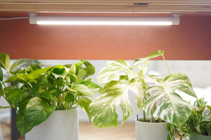 LED grow lights for houseplants