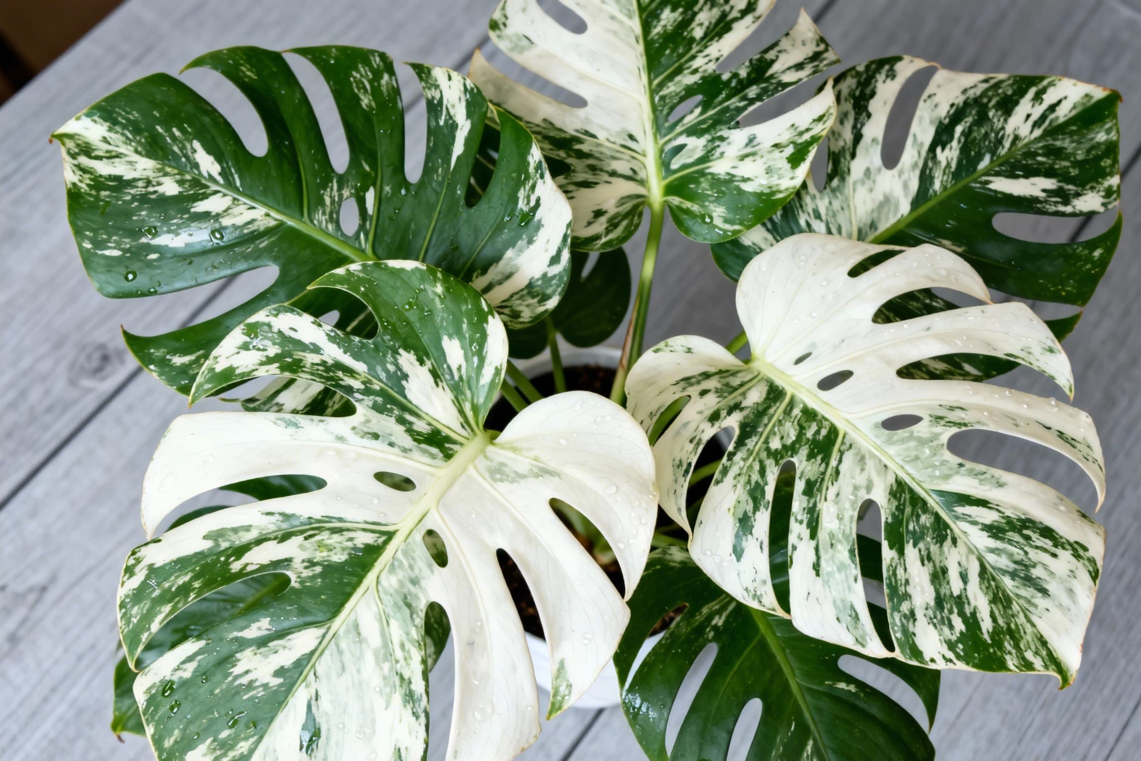 Stunning Monstera Albo with white variegated leaves