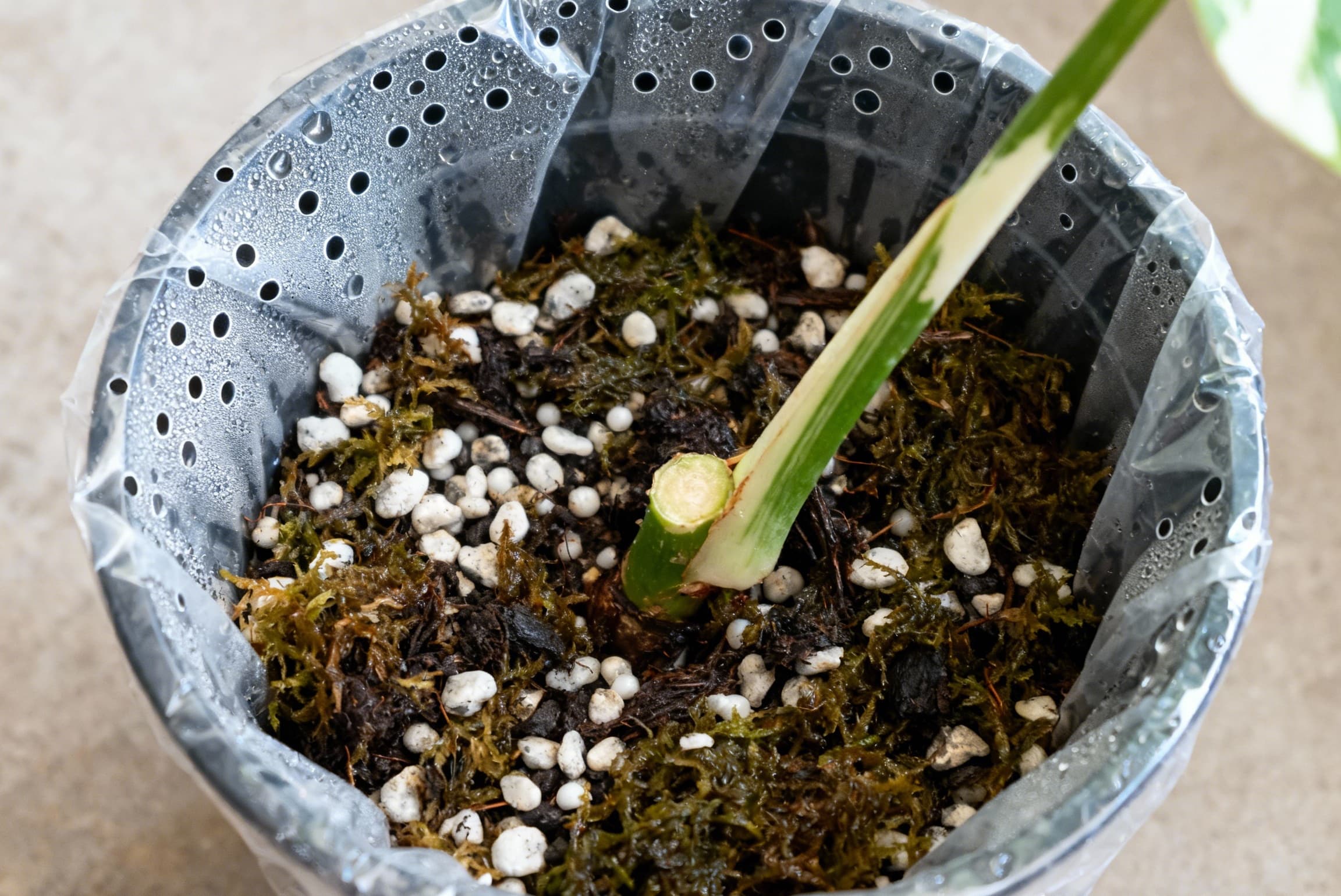 Sphagnum moss and perlite propagation setup