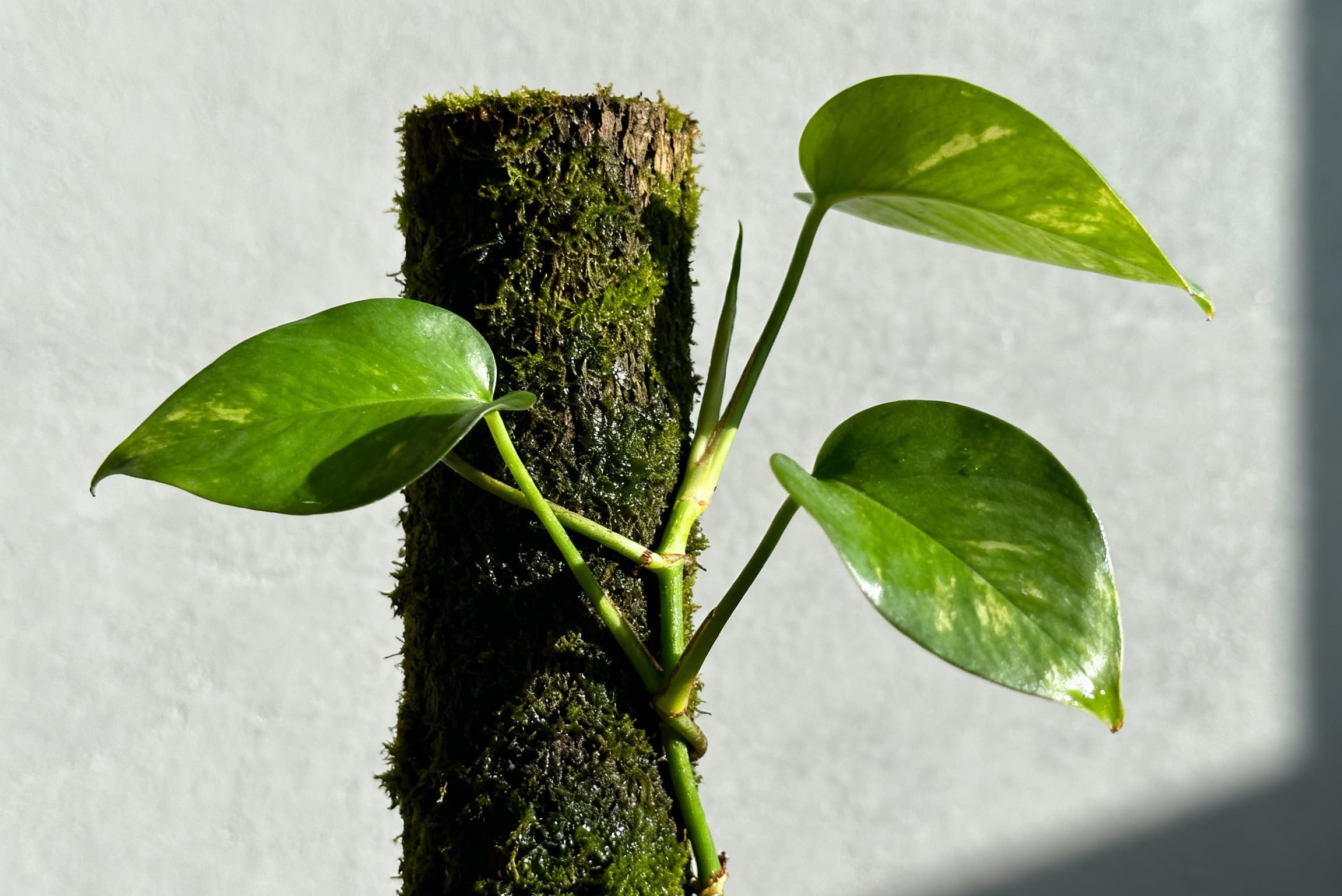 Plant propagation with moss pole support