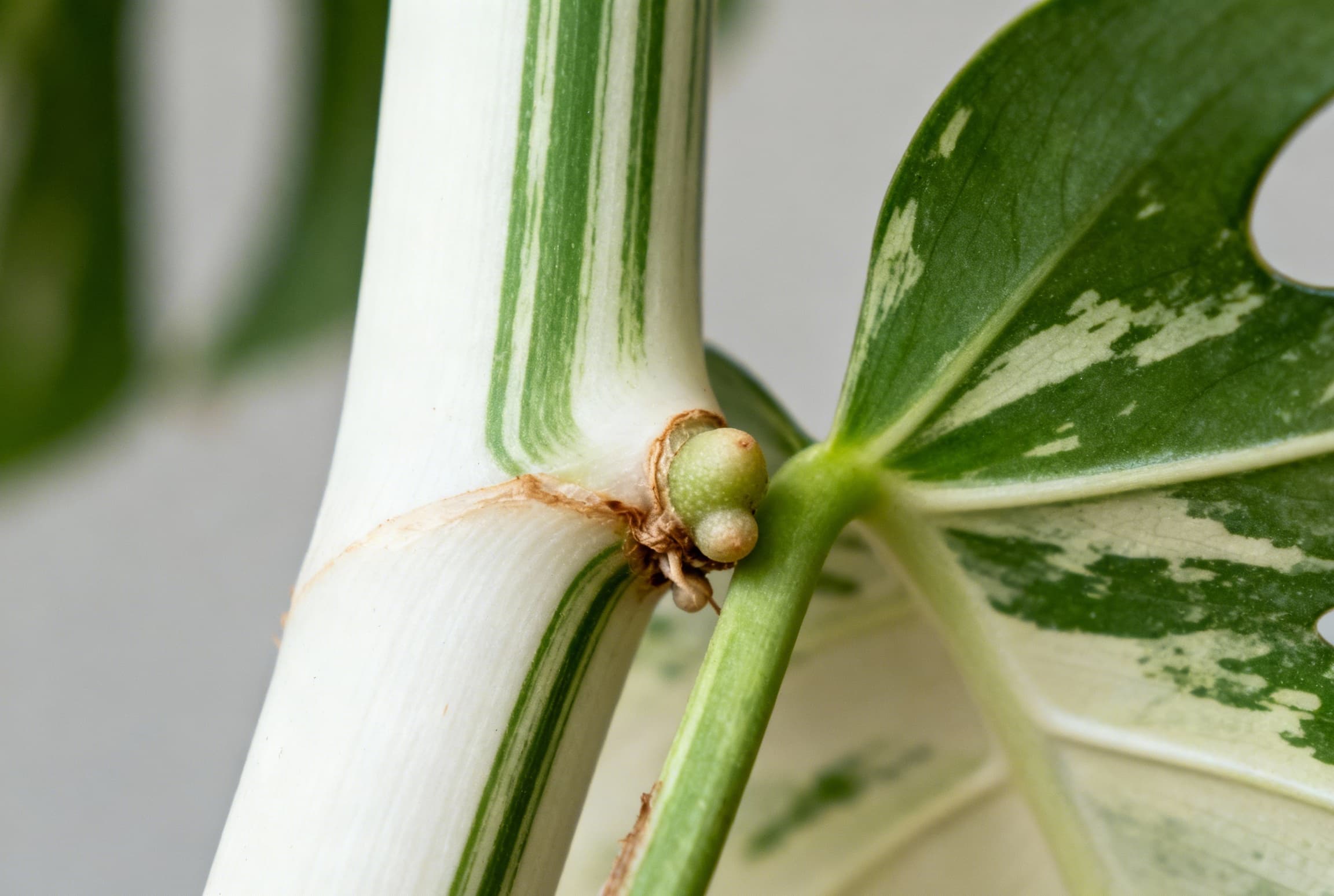 Monstera node identification close-up