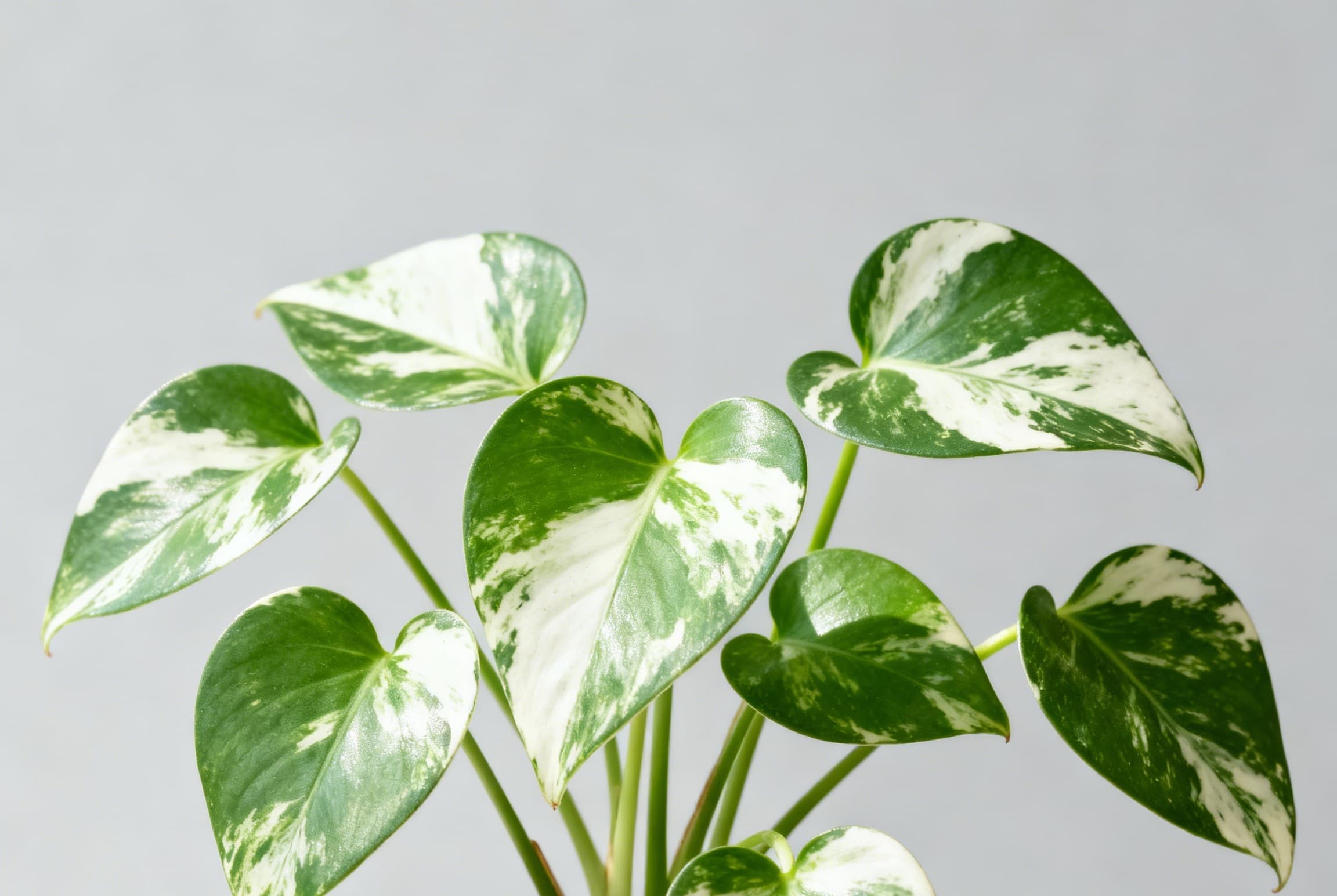 Monstera Albo Borsigiana