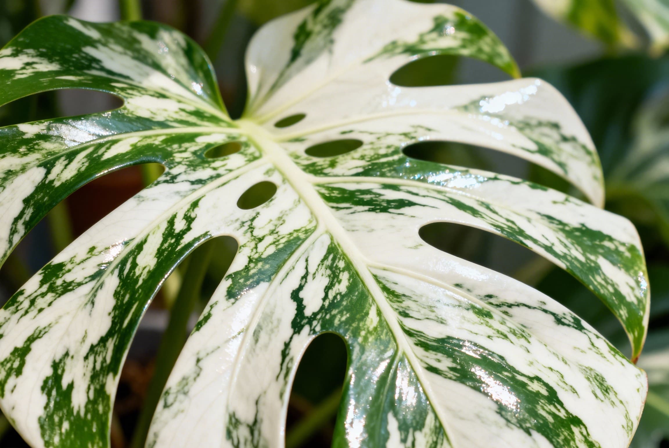 Monstera Albo Marbled