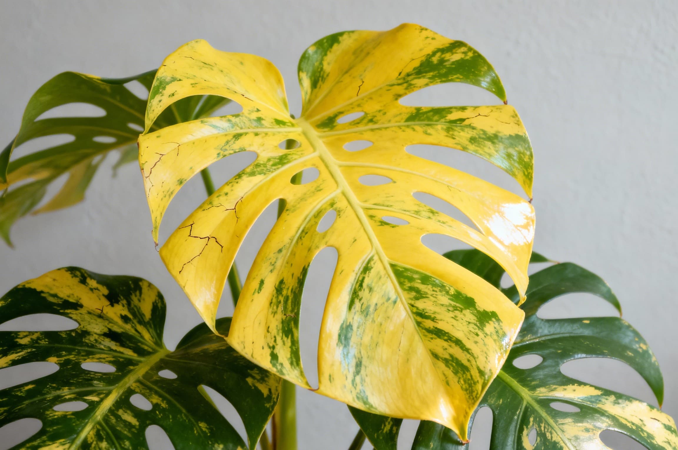 Monstera deliciosa Aurea