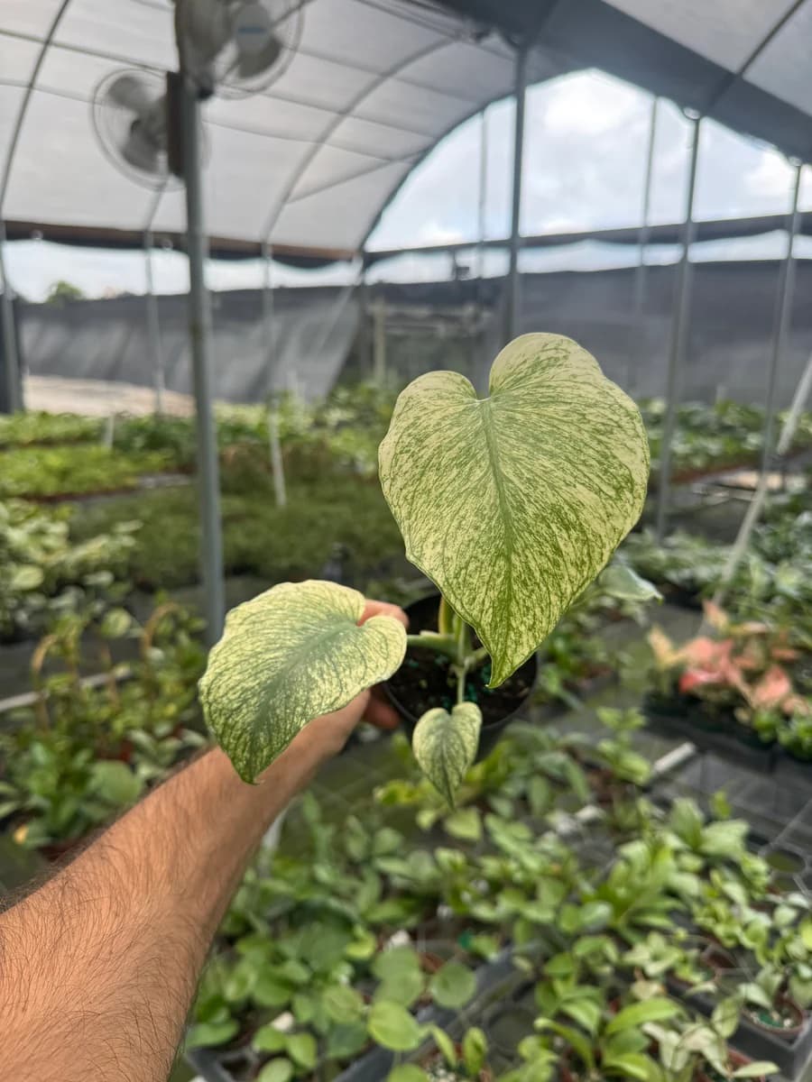 Monstera Mint